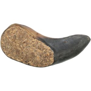 Cuerno de bufalo 10-14 cm