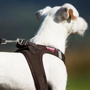 Curli Arnés CLASP para perros T-2XS marrón